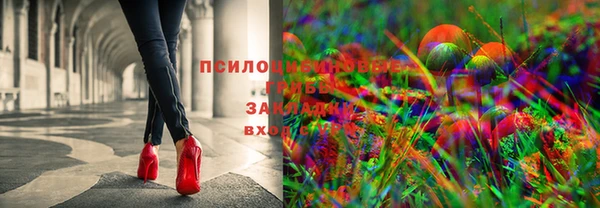 стаф Аркадак